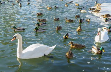 Açık bir kış gününde bir ördek sürüsü ve iki beyaz kuğu gölette.