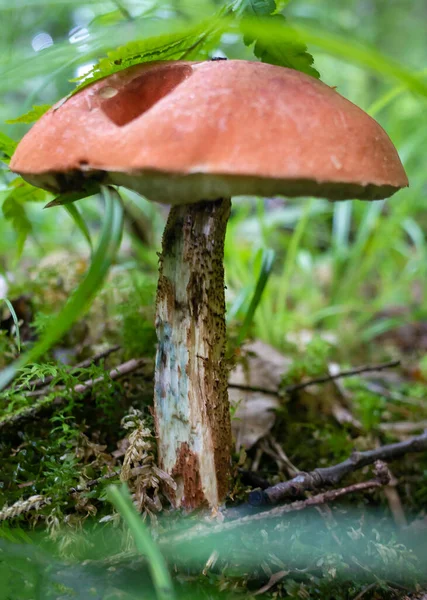 Orange cap of aspen mushroom in the autumn forest — Stock Image Orange Cap Aspen Mushroom Autumn Forest Royalty Free Stock Images