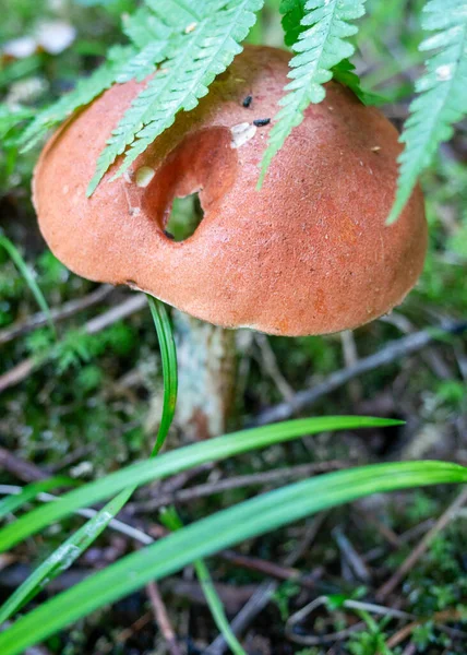 Orange cap of aspen mushroom in the autumn forest — Stock Image Orange Cap Aspen Mushroom Autumn Forest Stock Photo