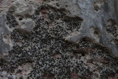 Eski taş duvar dokusu