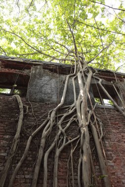 Eski taş duvar dokusu