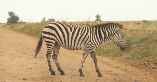 Zebra Krmení v trávě Keňa Afrika