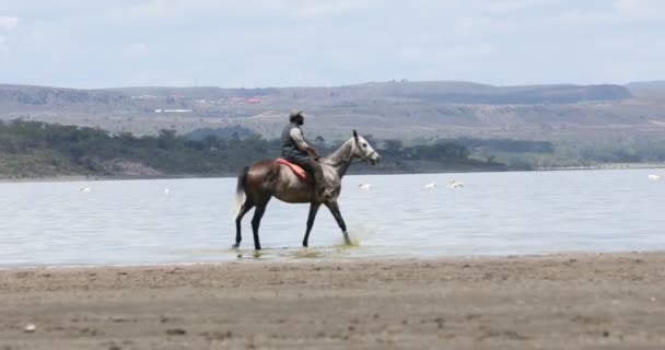 Horse Riding in water Masai Mara Kenya Africa — Stock Footage Horse Riding Water Masai Mara Kenya Africa Stock Video