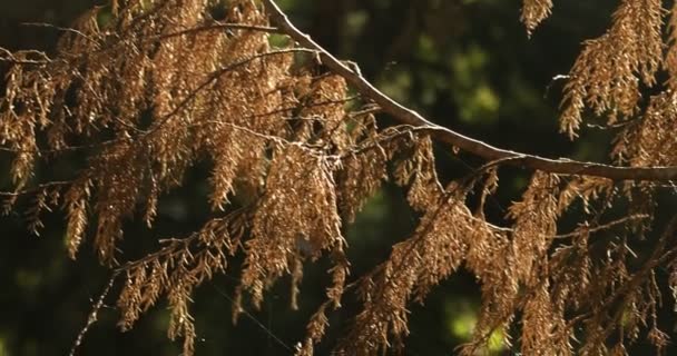 Indian Medicated Plant in the Nature — Stock Footage Indian Medicated Plant Nature Stock Footage