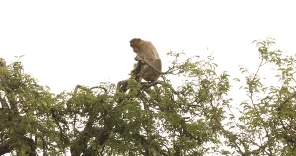 Animais em zoo стоковые видео, футажи Скачать видео в