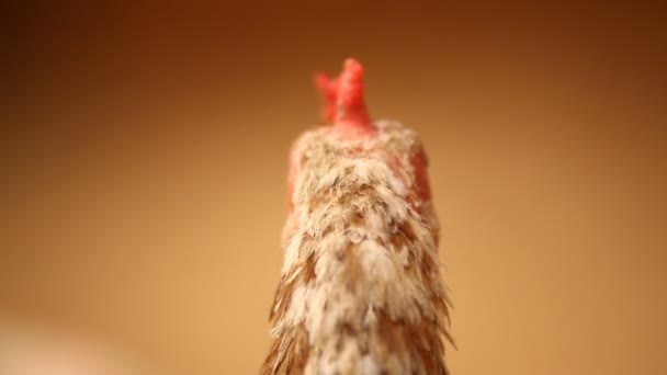 closeup of a Hen