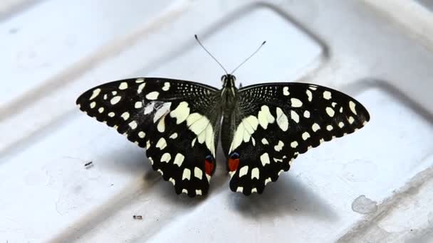 Detailní záběr motýla