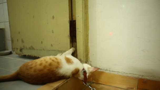 macska játszik -ban otthon