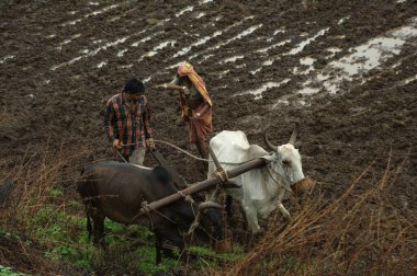 Hyderabad tarlasında işçiler 3 Eylül 2025
