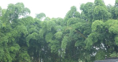 Hint İlaç Ağacı Yaprakları