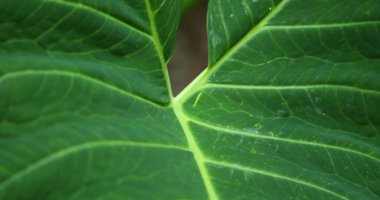 Hint İlaçlı Bitki Yaprak makro shot 'ı