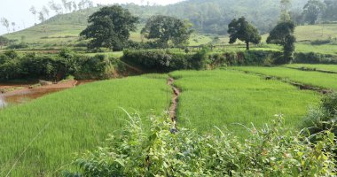 Turist Konumu Koraput Odisha Hindistan