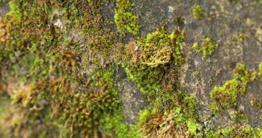 Yosunlu bir taşın üzerinde Hindistan İlaçlı Bitki