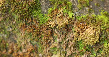 Yosunlu bir taşın üzerinde Hindistan İlaçlı Bitki