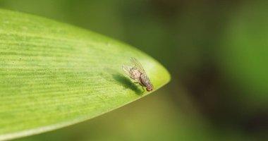 Yaprakta Uçan Ev Makro Vuruşu