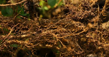 İlaçlı bitki Macro shot 'ı