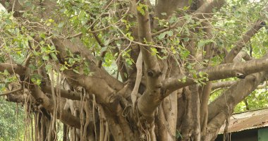 Büyük Bilgelik Ağacının Kökleri