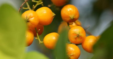 Ağaçtaki Hint İlaçlı Meyveleri