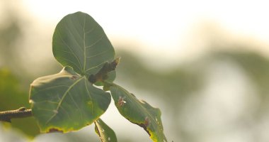 Hint İlaçlı Bitki Yaprak makro shot 'ı