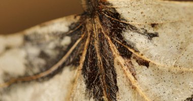 Hasarlı Kuru Yaprak Makro çekimi