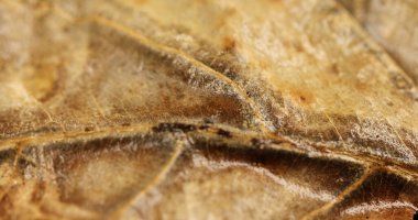 Hasarlı Kuru Yaprak Makro çekimi