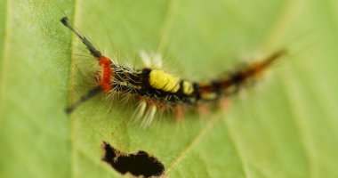 Tırtıl Bitki Yaprağında Yürüyor