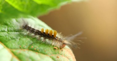 Tırtıl Bitki Yaprağında Yürüyor