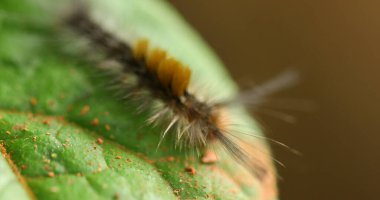 Tırtıl Bitki Yaprağında Yürüyor