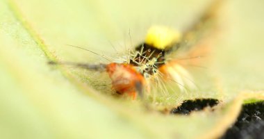 Tırtıl Bitki Yaprağında Yürüyor