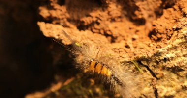 Tırtıl Ağaçta yürüyor