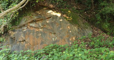 Hint İlaçlı Bitki Yaprak makro shot 'ı