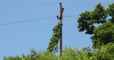Hint İlaçlı Bitki Yaprak makro shot 'ı