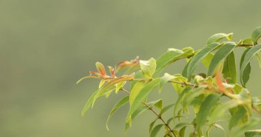Hint İlaçlı Bitki Yaprak makro shot 'ı