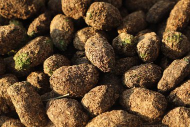 Satılık gri yeşil kurutulmuş marihuana tomurcukları