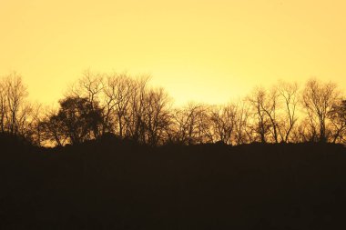 Tepedeki Kuru Ağaçlar