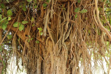 Dev bir ağacın kökleri