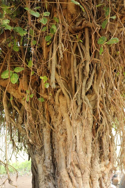 Dev bir ağacın kökleri