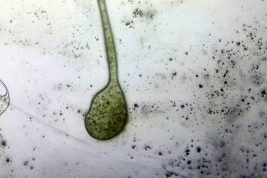 Cam yüzeyde canlı yağ kabarcıkları