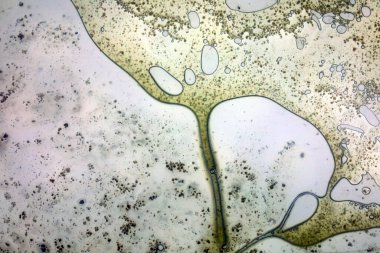 Cam yüzeyde canlı yağ kabarcıkları