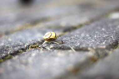 Kaldırımda bir kabuk ile salyangoz