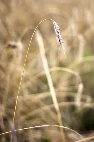 Getreide Bestelltes Feld Erntereif — Stockfoto