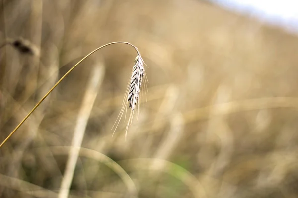 Getreide Bestelltes Feld Erntereif — Stockfoto