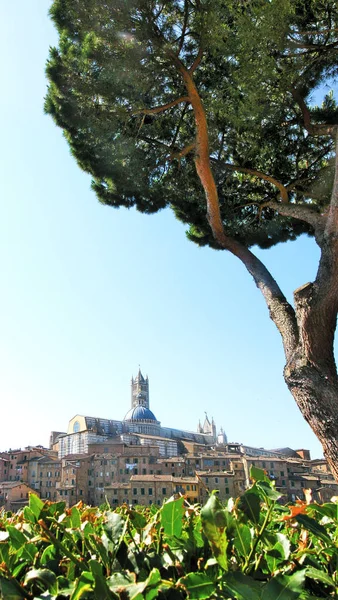 Catedral Siena Duomo Italia — Foto de Stock