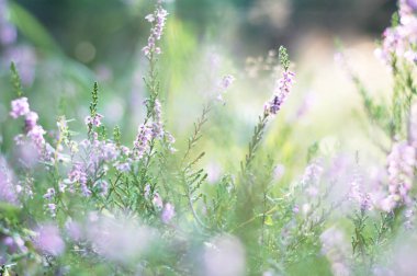 Güzel renkli heather arka plan