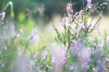 Güzel renkli heather arka plan
