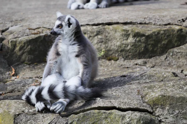 動物園でのリングテールのレモン — ストック写真