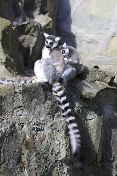 動物園でのリングテールのレモン — ストック写真