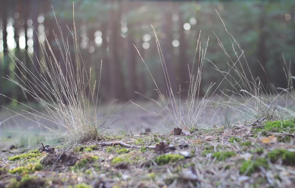 Stock image Forest from the ground