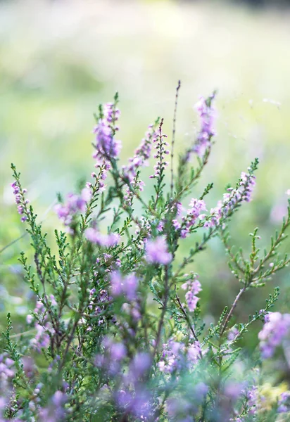 Bellissimo Sfondo Erica Colorato — Foto Stock