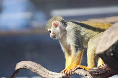 Hayvanat bahçesindeki maymun